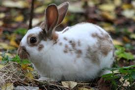 images[4]