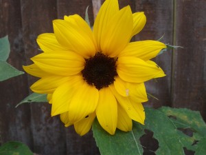 wpid-20150709_105136.jpg